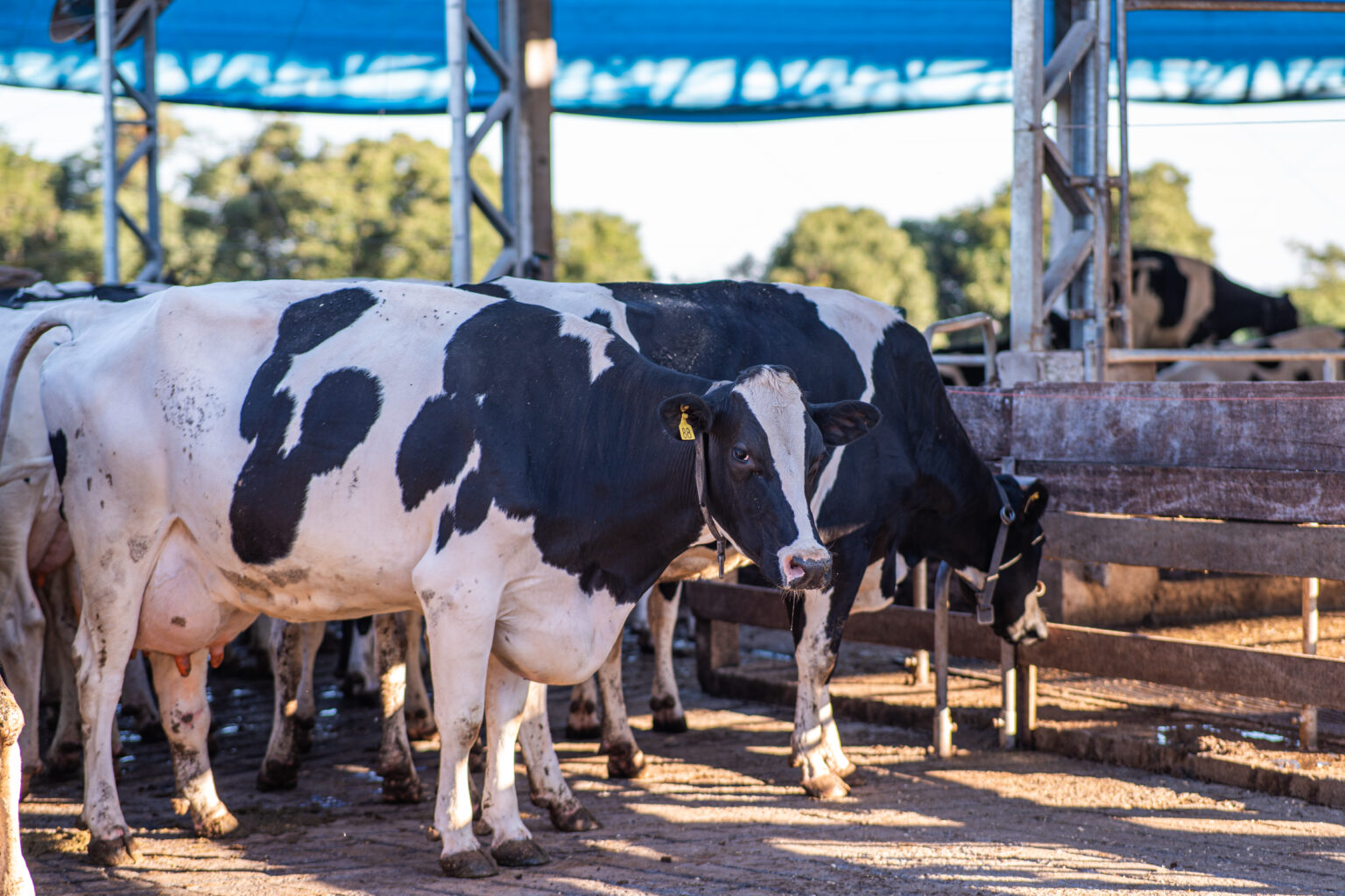 Foto de vacas de leite.