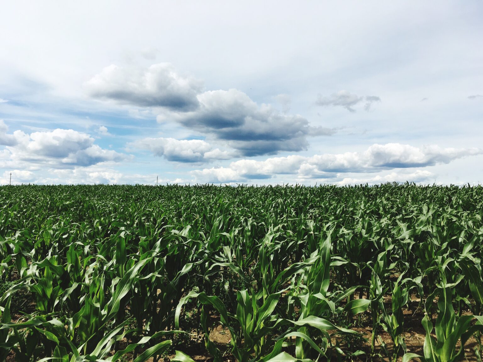 Foto de lavoura de trigo com plantas pequenas sob céu nublado.
