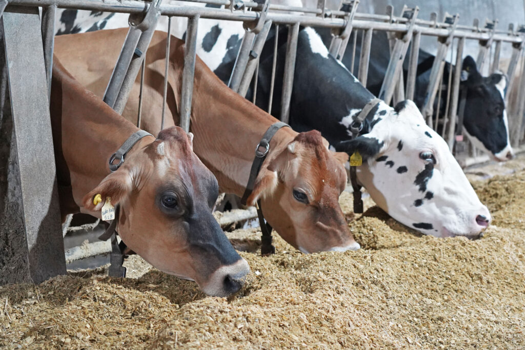 Foto de vacas com coleiras eletrônicas.